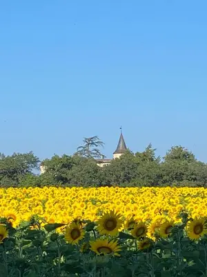 a field of sunflowers with a building in the background at Chateau de Montcuquet in Lautrec
