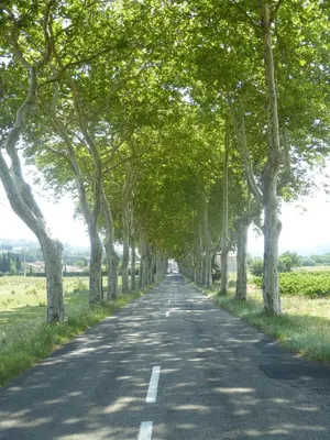 an avenue of trees lining a road at Apartment The Address in Carcassonne
