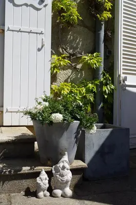 two white cats sitting next to a potted plant at Chambres d'Hôtes Domaine du Hameau Baylesse in Saint-Jean-dʼAigues-Vives