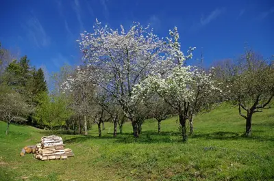 a pile of logs in a field with trees at Chambres d'Hôtes Domaine du Hameau Baylesse in Saint-Jean-dʼAigues-Vives