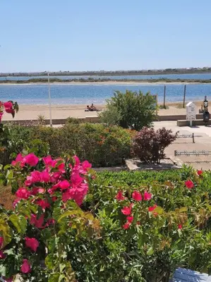 a bunch of pink flowers in front of a beach at Au bord de la plage du Grazel in Gruissan