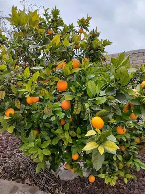 an orange tree with lots of oranges on it at Gîte et Chambre d'hôte Entre Tilleul et Agrumes in Vinassan
