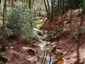 a painting of a stream in a forest at Gite été in Le Soulié