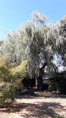 a large tree with a bench under it at L' Abri du Saule in Aussillon