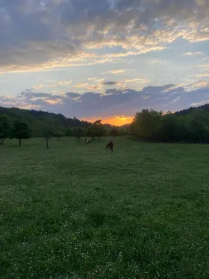 a group of horses grazing in a field at sunset at Domaine de Gourgounet gîte à la ferme, Gite de groupe 25 couchages avec piscine privative in Villefloure