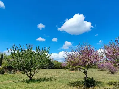 two trees in a field with a blue sky at Tranquil Villa, Nature s Embrace in Cazouls-lès-Béziers