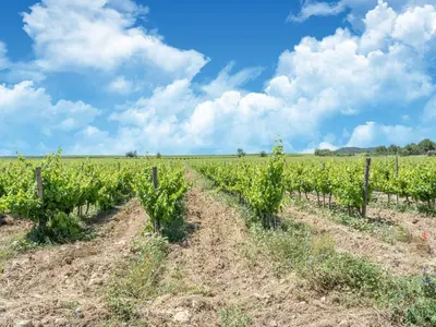 a farm field with rows of vines at Spacious holiday home with private pool and park in Puisserguier