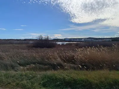 a field with tall grass and a body of water at Pavillon 5 personnes in Port-la-Nouvelle