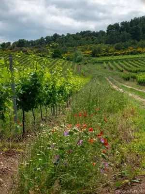 a field of flowers in the middle of a vineyard at La Cave... entre Narbonne et Carcassonne in Conilhac-Corbières