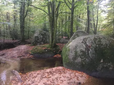 a forest with two large rocks and a creek at La Maison dans la forêt in Vabre