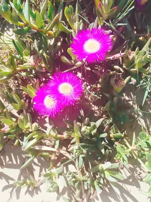 a group of pink flowers on a green bush at Studio Oasis Narbonne Terrasse & Calme in Narbonne