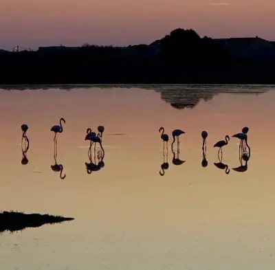 a group of flamingos standing in the water at sunset at L'olivier de Nonna in Gruissan
