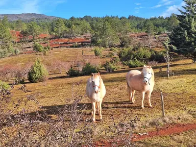 a couple of horses standing in a field at Villa les terre rouges avec piscine dans l ' Aude in Arques