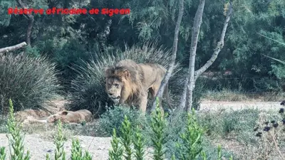 a lion and a baby lion laying in the grass at La Cigotà - Villa with swimming pool for 8 people in Pouzols-Minervois