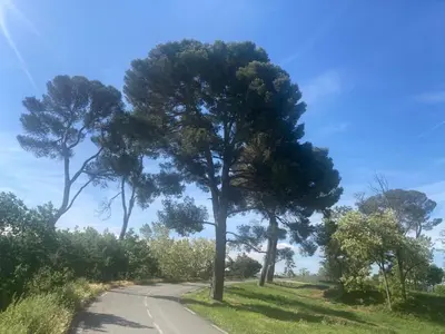 a tree on the side of a road at Maison RASSIER, Gîte Vélo in Sainte-Eulalie