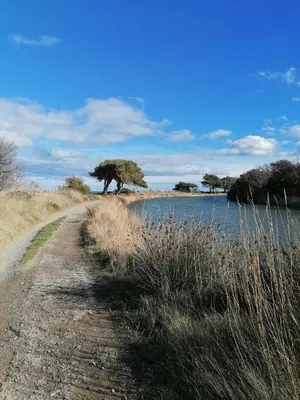 a tree on a dirt road next to a river at Entre Mer et Roseaux - Piscine chauffée - Proche centre et mer - Animaux bienvenus in Port-la-Nouvelle