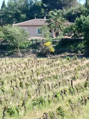 a field of crops with a house in the background at Les oliviers Puisserguier in Puisserguier