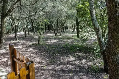 a wooden bench in a wooded area with trees at villa queen-south IT in Ventenac-Cabardès