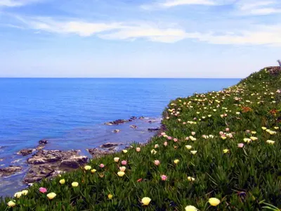 a field of flowers on the shore of the ocean at Gîte Les Mimosas in Prugnanes