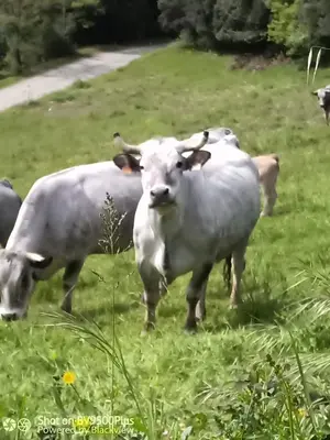 a group of cows grazing in a field of grass at Amé-lys in Véraza