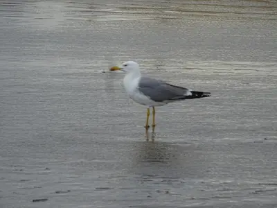 a bird standing in the water on the beach at Maison près des plages in Port-la-Nouvelle