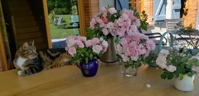 a cat laying on a table next to vases of flowers at B&B La Ferme de Loubens in Loubens-Lauragais