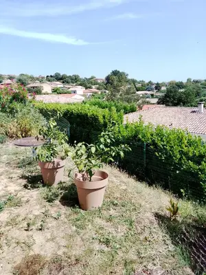 three potted plants sitting on the grass in a garden at Agréable pavillon in Nailloux