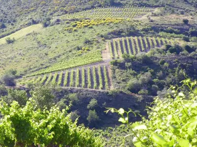 an overview of a vineyard on a hill with trees at Coeur de Fitou Maison de village atypique avec terrasse in Fitou