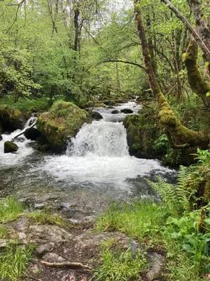 a stream of water flowing through a forest at Gîte col de la lauze avec vue sur le château de Montségur in Montferrier