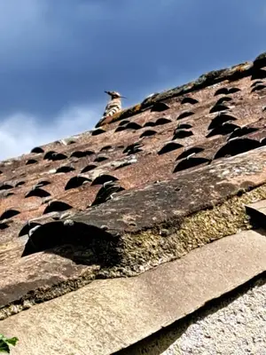 a bird sitting on top of a roof at Moulin de l’Arcas in Prémian
