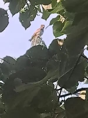 a bird sitting on top of a tree branch at Moulin de l’Arcas in Prémian