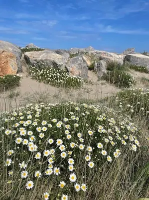 a field of flowers in front of some rocks at Confortable and Cozy in Vinassan
