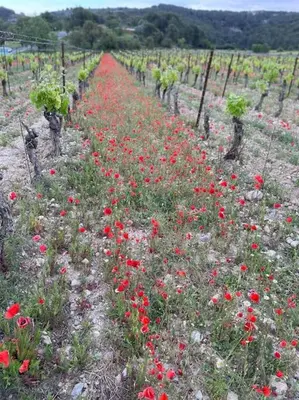 a field of red flowers in a vineyard at Confortable and Cozy in Vinassan