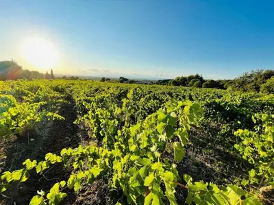 a field of green plants with the sun in the background at Confortable and Cozy in Vinassan