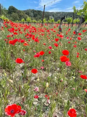 a field of red poppies in a field at Confortable and Cozy in Vinassan