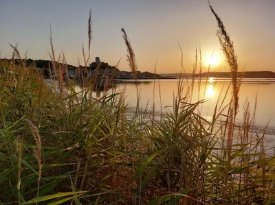 a sunset over a body of water with tall grass at L'Escapade Gruissanaise, appartement 1 chambre, loggia, climatisation, wifi avec piscines de mi-mai à mi-septembre dans résidence in Gruissan