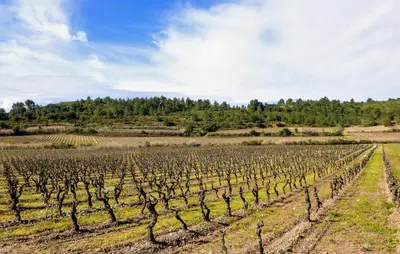 a vineyard in a field with trees in the background at 2 Bedroom Amazing Home In Stlaurent-De-La-Cabr in Saint-Laurent-de-la-Cabrerisse