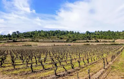 a field of vines with trees in the background at 2 Bedroom Awesome Home In Saint-Laurent-De-La-Ca in Saint-Laurent-de-la-Cabrerisse