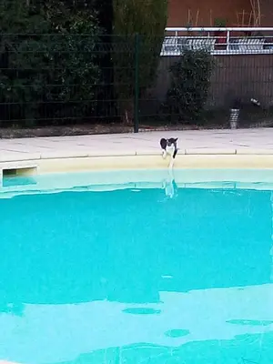 a black and white cat standing next to a swimming pool at Appartement CarcaLuxe in Carcassonne