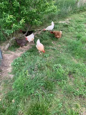 a group of chickens standing in the grass at Les pontils in Limoux