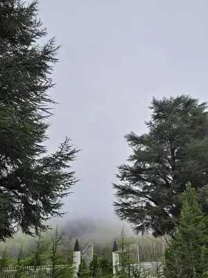 a foggy field with two trees and a house at Maison vue sur lac en moyenne montagne in Pradelles-Cabardès