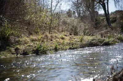 a stream of water next to a field with trees at Maison avec 2 appartements, jacuzzi et accès privé à la rivière in Ladern-sur-Lauquet