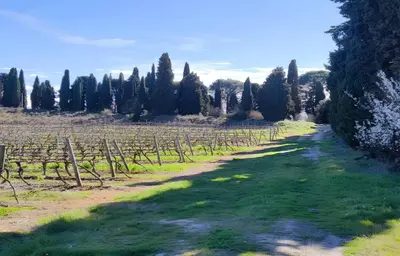 a path through a vineyard with trees in the background at Les jardins du Canal in Sainte-Eulalie
