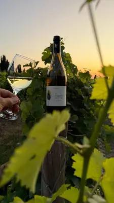 a person holding a glass of wine in a vineyard at Les jardins du Canal in Sainte-Eulalie