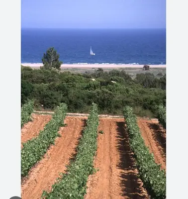 a field of crops with a boat in the ocean at Gîte des Vignerons in Salles-d'Aude