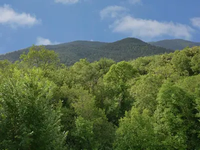 a forest of trees with mountains in the background at Villa in Pyrenees with Stunning Mountain Views in Fenouillet