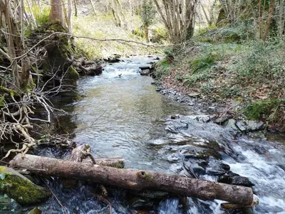 a log laying on the side of a stream at Maison de campagne Les loirs in Lespinassière