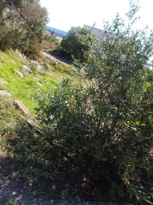 a bush on the side of a grassy hill at Gite de l'Etang proche des Grands Buffets in Narbonne
