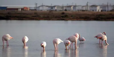 a flock of flamingos standing in the water at Très beau Studio Cosy à 500m de la Plage in Gruissan