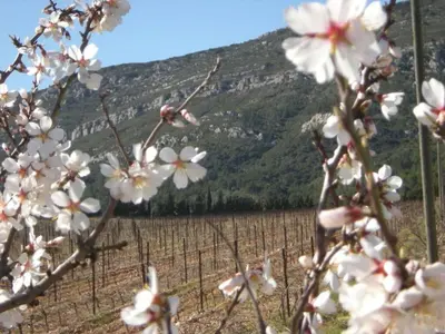 a field of white flowers in front of a vineyard at 